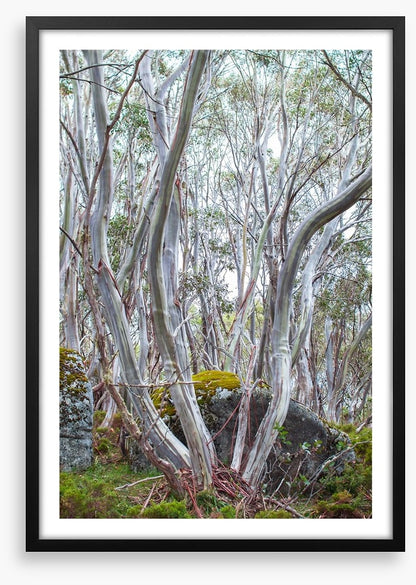 Snow gums in spring