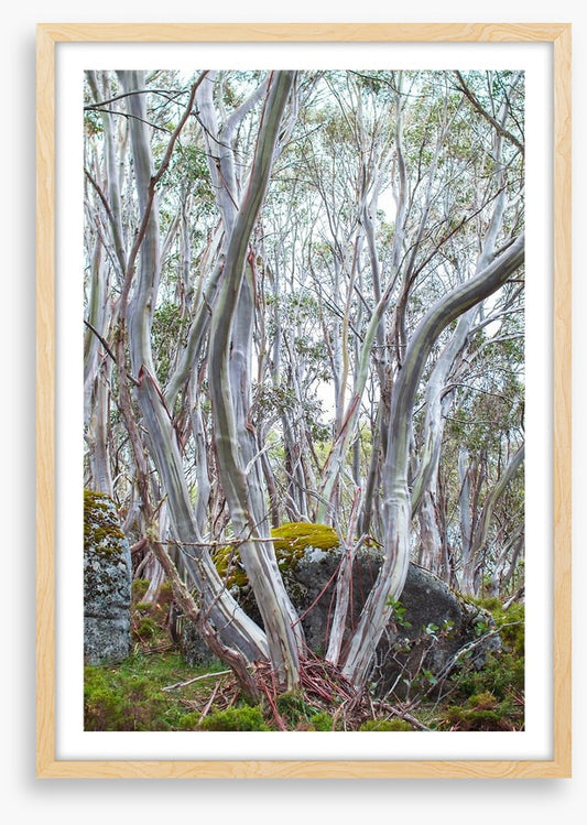 Snow gums in spring