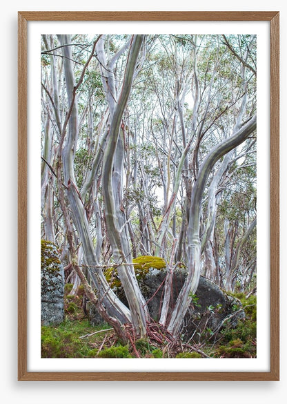 Snow gums in spring