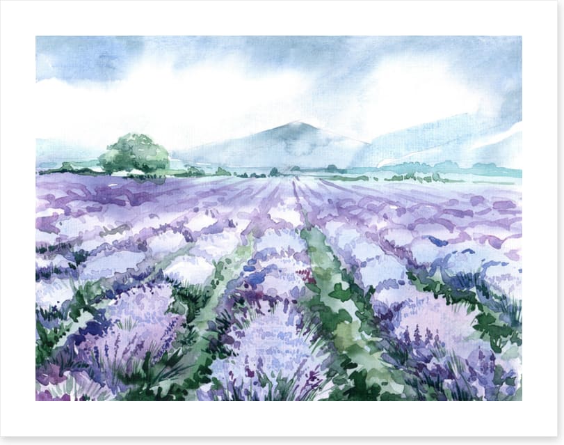 Lavandin aquarelle