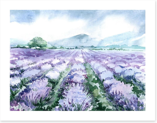 Lavandin aquarelle