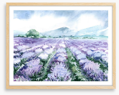 Lavandin aquarelle