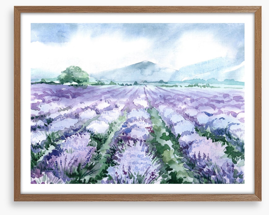 Lavandin aquarelle