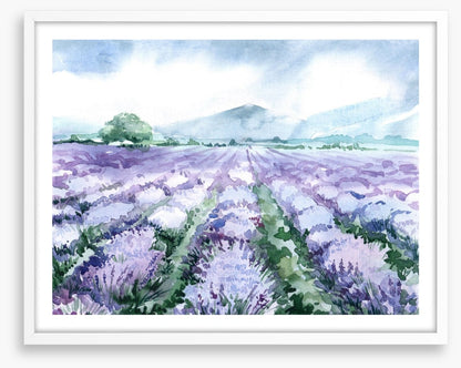 Lavandin aquarelle