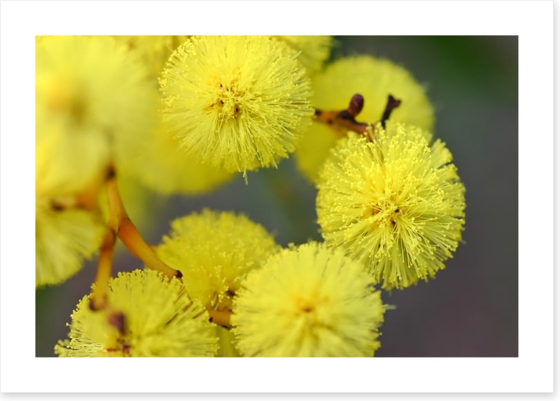 Australian wattle
