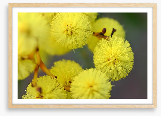 Australian wattle