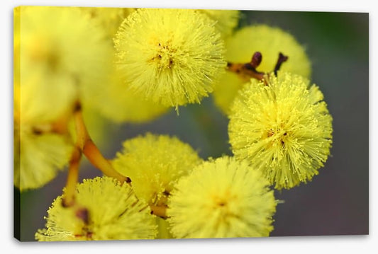 Australian wattle