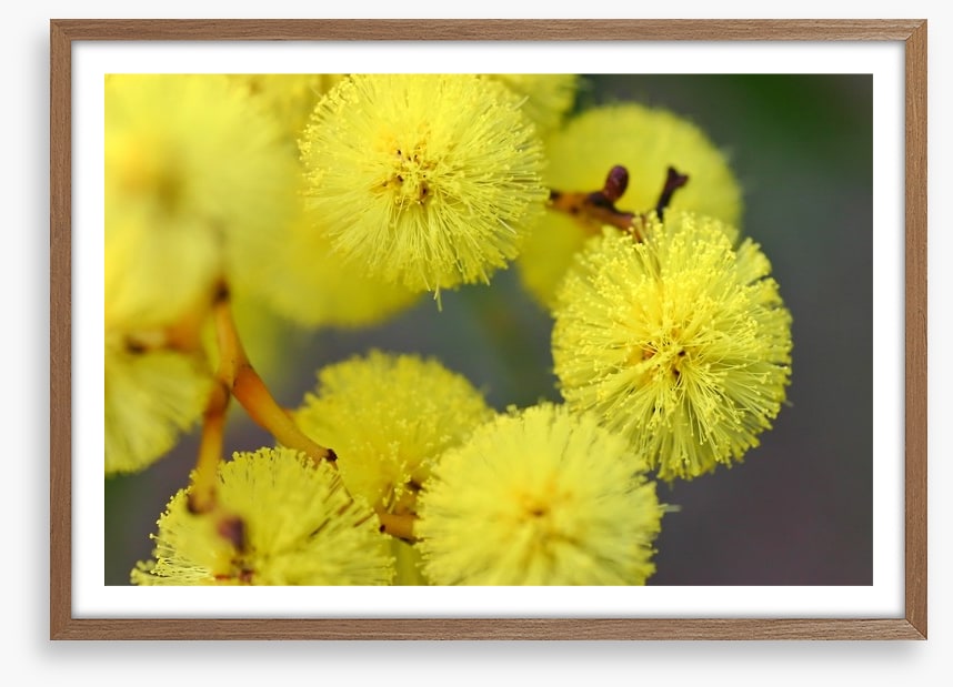 Australian wattle