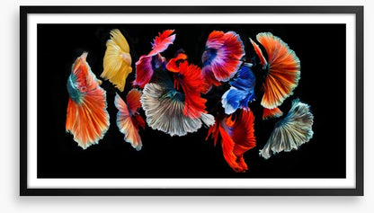 Fighting fish
