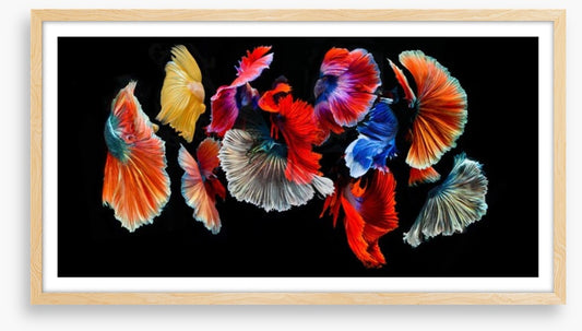 Fighting fish