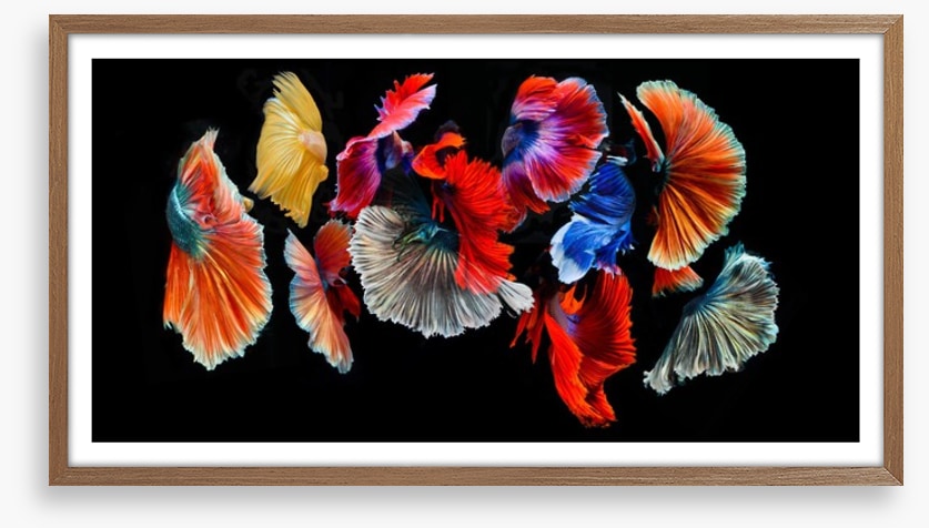 Fighting fish
