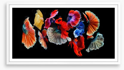 Fighting fish
