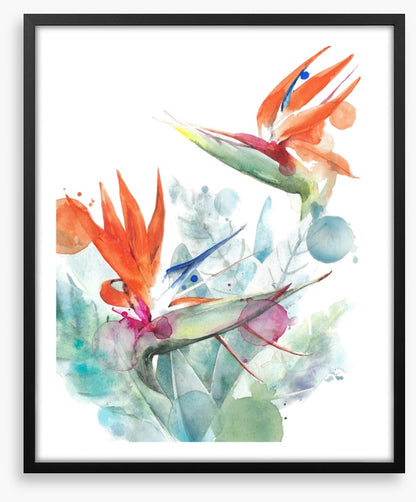 Paradise splash