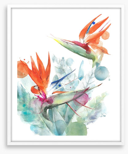 Paradise splash