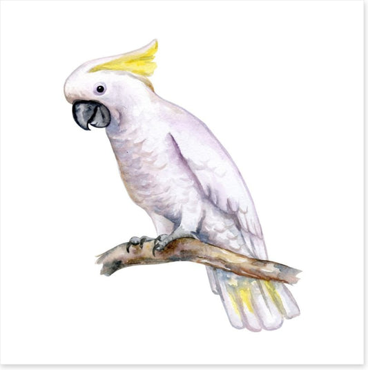 The white cockatoo