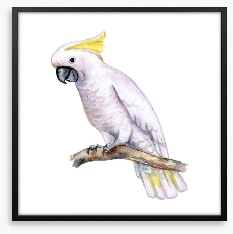 The white cockatoo