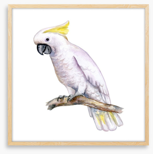 The white cockatoo