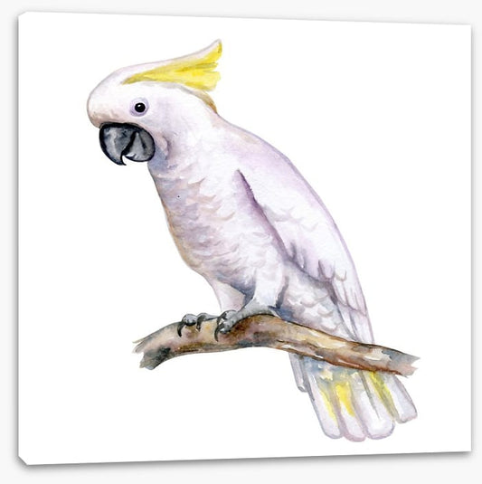 The white cockatoo