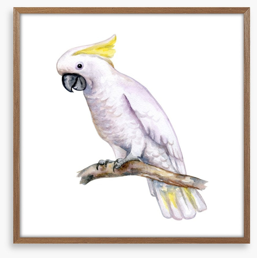 The white cockatoo