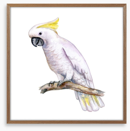 The white cockatoo