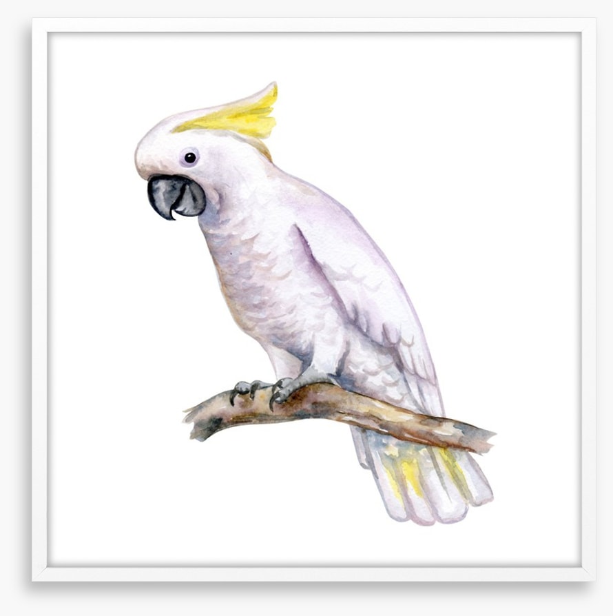The white cockatoo