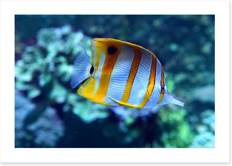 Fish / Aquatic