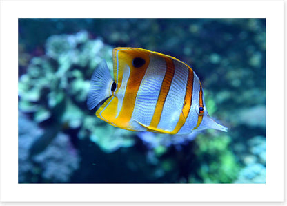 Fish / Aquatic