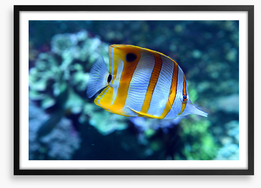 Fish / Aquatic