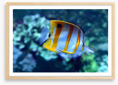 Fish / Aquatic