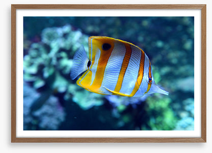 Fish / Aquatic