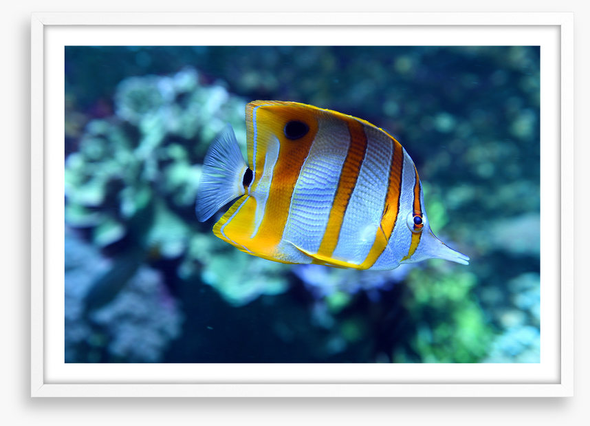 Fish / Aquatic