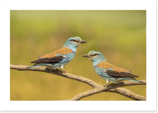 Birds