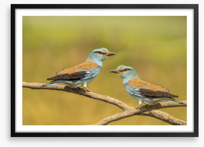 Birds