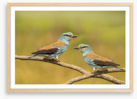 Birds