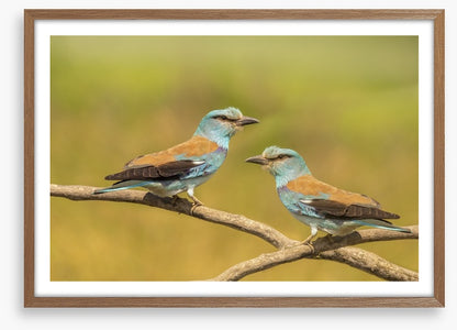 Birds