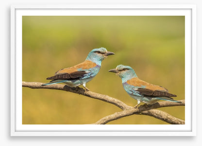 Birds