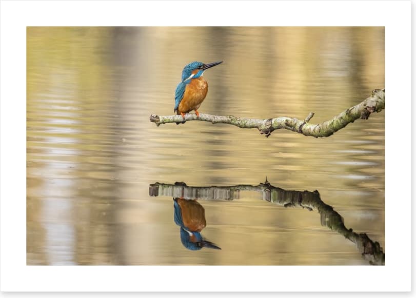 Kingfisher mirror