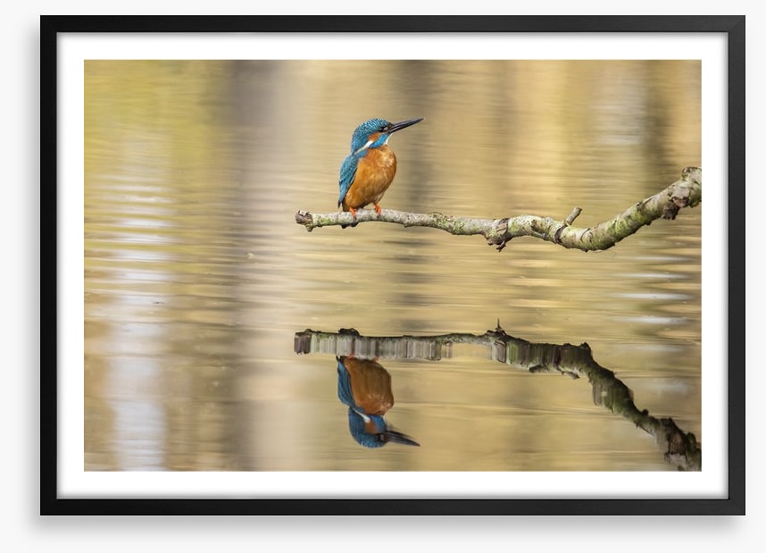 Kingfisher mirror