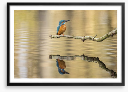 Kingfisher mirror