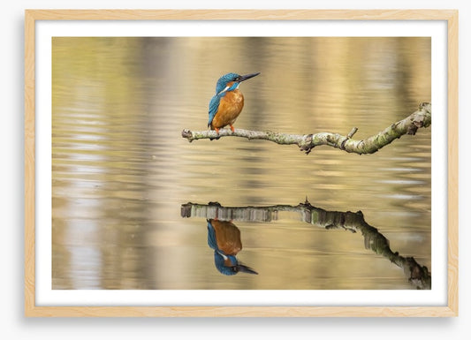 Kingfisher mirror