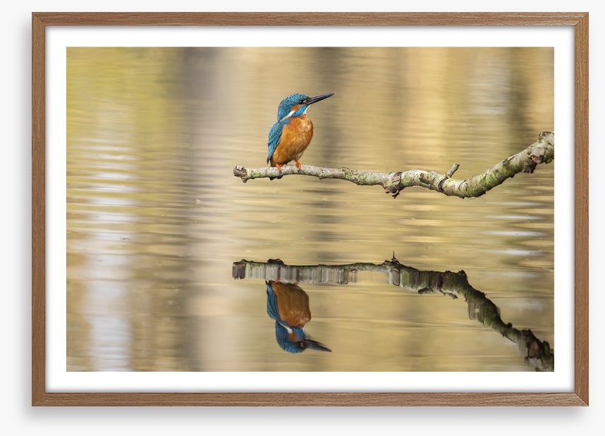 Kingfisher mirror