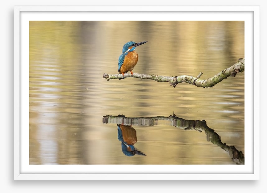 Kingfisher mirror
