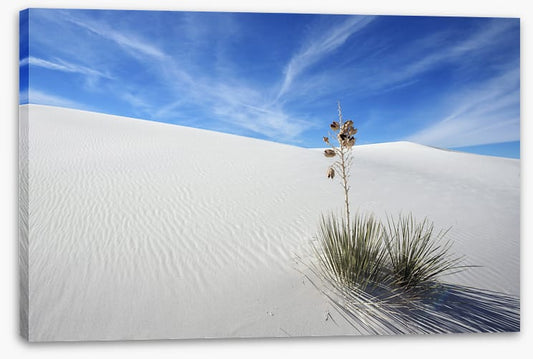 Desert