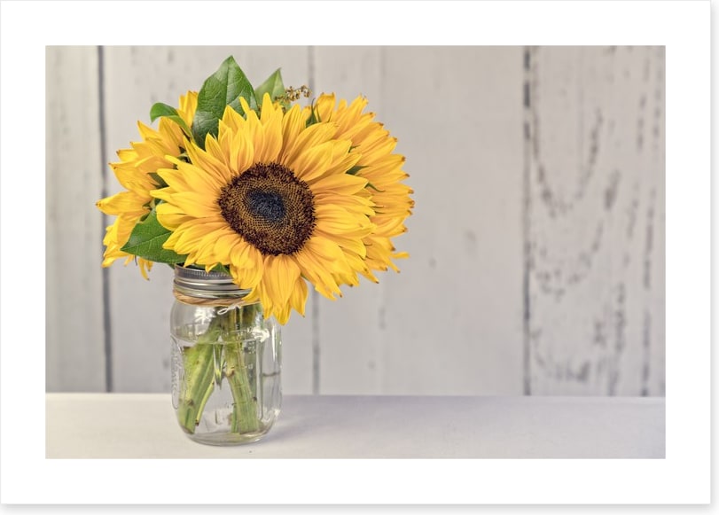 Sunflower simplicity