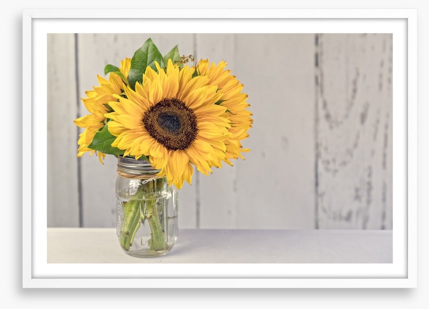 Sunflower simplicity