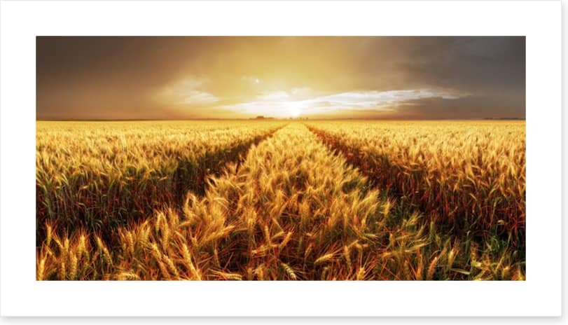 Agriculture
