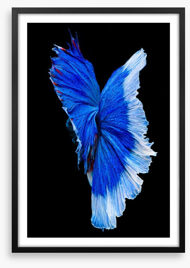 Betta blue