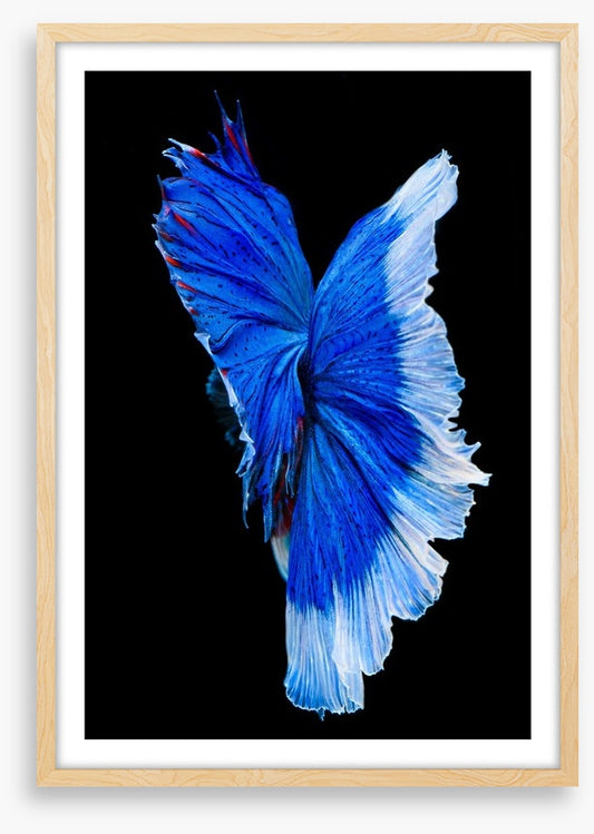 Betta blue