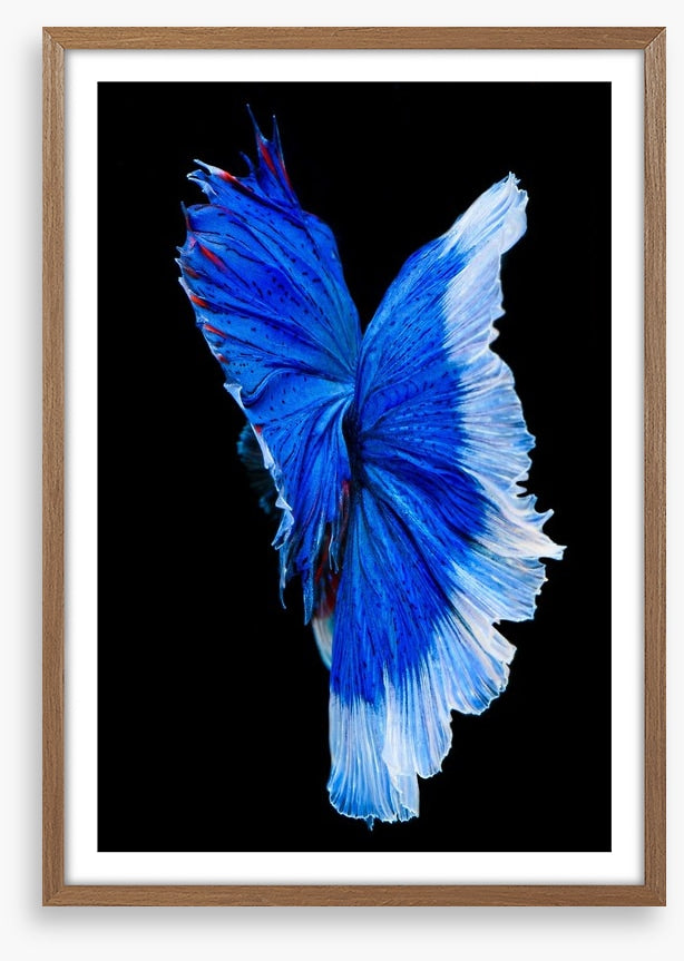 Betta blue