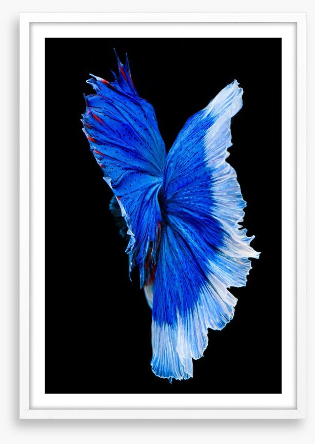 Betta blue